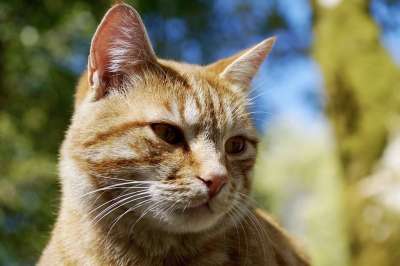 猫 动物 家畜 家猫 猫眼 橙色的 自然 甜 肖像 可爱的猫咪
