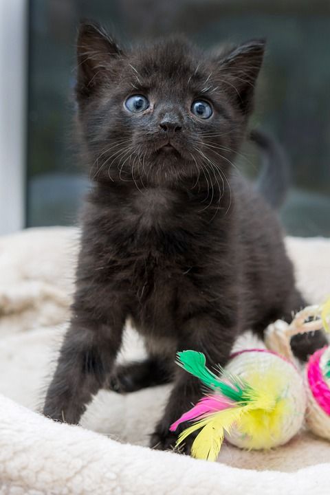 猫 小猫 家畜 动物 毛皮 国内的 家猫 猫肖像 野生动物