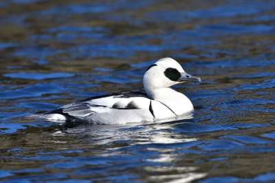 野生动物 鸟 水域 池塘 鸭 家庭核心的服务 Smew