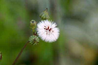 蒲公英 花 花蕾 花园 草地 自然 植物 园艺 植物学 植物群