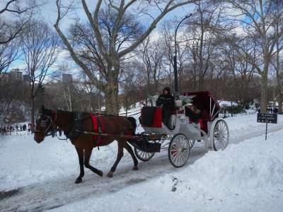 纽约城 马 运输 马车 冬天 雪 冰 骑 人们 树木 目睹