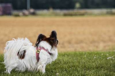 巴比龙 狗 宠物 动物 国内的 犬类 哺乳动物 盲标 按钮