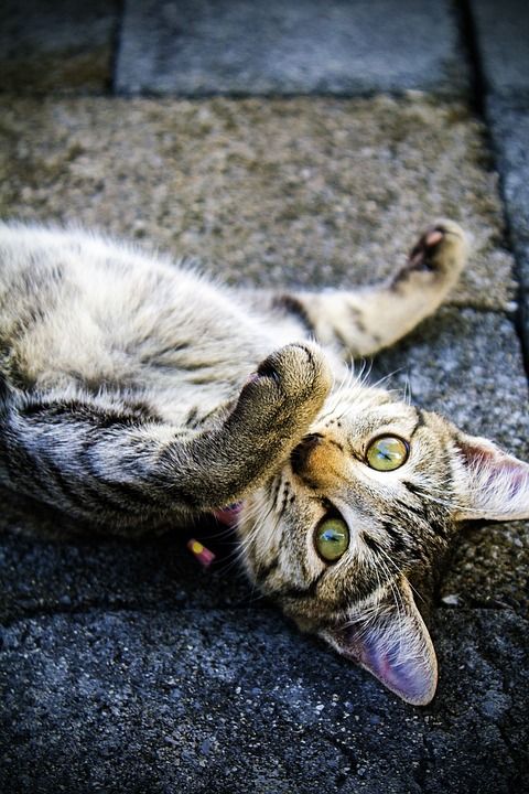 猫 棕色猫 家猫