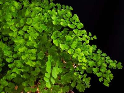 蕨菜 工厂 房间 绿色 Petite 刀刃 植物群 自然 光