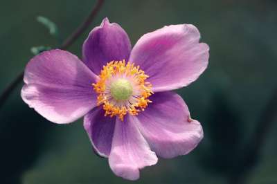 秋海葵 日本海葵 粉红色的花 花 海葵湖北 盛开 花园 植物