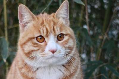 动物 猫 哺乳动物 猫科动物 基蒂 宠物 虎斑猫 品种