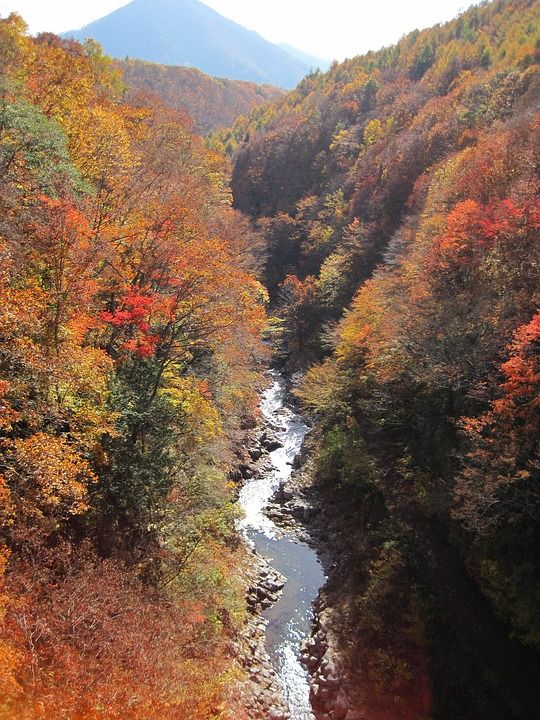 秋季 秋季树叶 树 多彩 森林 枫 山 日本的秋天 银杏 落叶