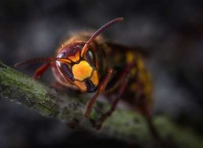 大黄蜂 大黄蜂女王 昆虫 关闭 自然 动物 有用 黄蜂 宏
