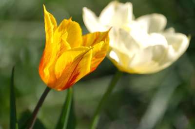 郁金香 花 开花 橙色郁金香 橙花 春天的花朵 花园