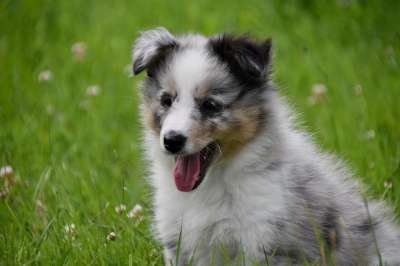 小狗 年轻的狗 狗的设得兰群岛牧羊犬 草原 动物 狗