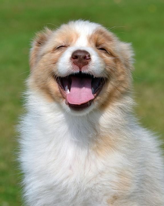 澳大利亚牧羊犬 小狗 狗 宠物 动物 家犬 犬类 哺乳动物