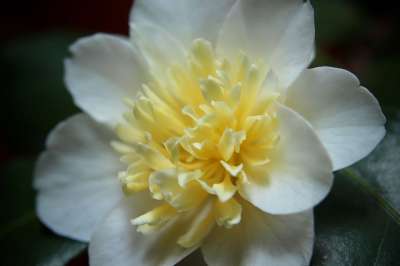 茶花 山茶花 花瓣 盛开 开花 春天 观赏花卉 白黄