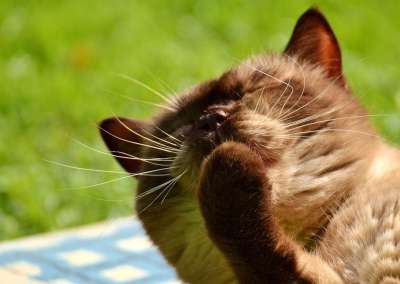 英国短毛猫 猫 可爱的 肖像 英国 短发 野生动物 纯种 家猫