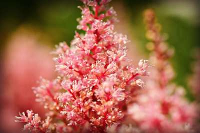 花 植物 春天 粉色的 盛开 花园