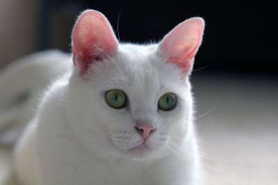 白色的 猫 窗户 宠物 动物 毛皮 眼睛 猫科动物 胡须 英俊