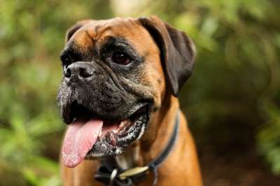狗 动物 可爱的 肖像 犬类 宠物 纯种 有趣的 拳击手 舌头