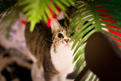 猫 猫咪 宠物 动物