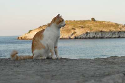 猫 动物 猫眼 动物肖像 猫咪 小猫 小的 羽毛 街 关