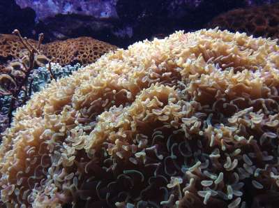 珊瑚 自然 摄影 海洋 水 水族馆