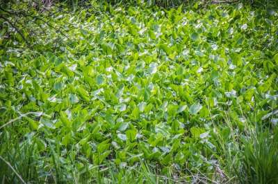 池塘 绿色 自然 荷花 工厂 树叶 植物群