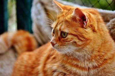 猫 鲭鱼 拍照 肖像 乐趣 红色的 大花猫 小猫 红猫 虎猫