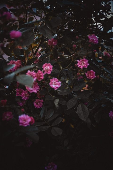 玫瑰 布什 花园 花卉 粉色的 花朵 花束 花瓣 叶子 夏天