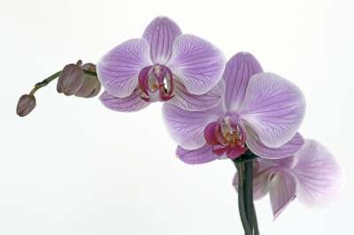 兰花 花 开花 芽 热带 紫色 花瓣 宏 关闭 自然