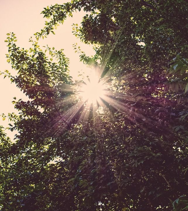 阳光 逆光 树木 树叶 夏天