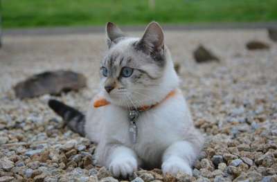 猫 小猫 女性 躺着的猫 头简介 猫看 家畜 猫科动物 动物