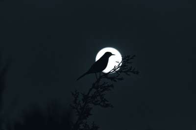 月亮 行星月亮 月光 月球 夜晚 鸟 荒野 野生动物 树 枝杈