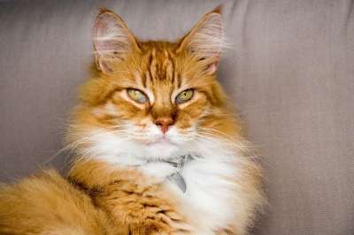 猫咪 红色 宠物 宿醉 甜的 注意力 红猫 好奇的 眼睛 怪物