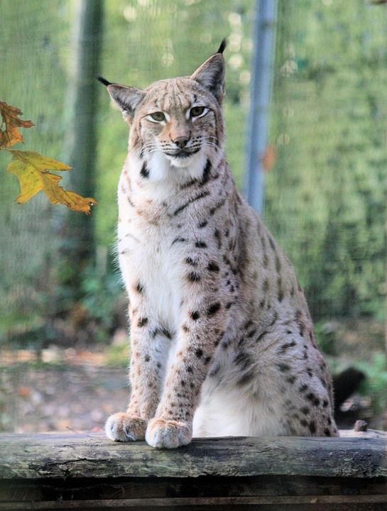 特征 欧亚山猫 兽 猫 坐着 好奇的 食肉动物 好的