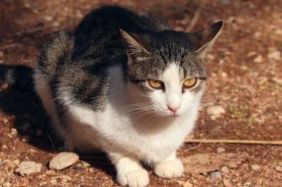 小猫 猫 家畜 动物 国内的 哺乳动物 细心 坐 家猫 斑
