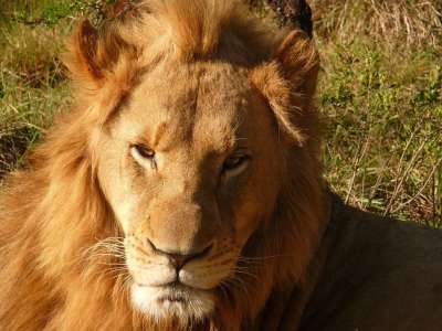 狮子 非洲 苹果浏览器 博茨瓦纳 野猫 捕食者 沉睡的狮子 大猫