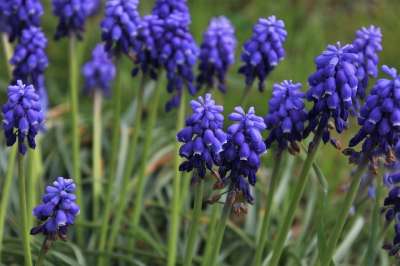 春天 Muscari 蓝宝石 未成年 植物 蓝色 花园 美味佳肴
