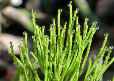 马尾 冲刷 植物 自然 冲刷马尾 雨滴 草地 花丝 绿色 特写