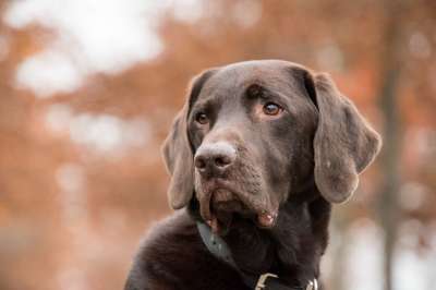 拉布拉多犬 狗 动物 棕色皮毛 哺乳动物 肖像 宠物 衣领