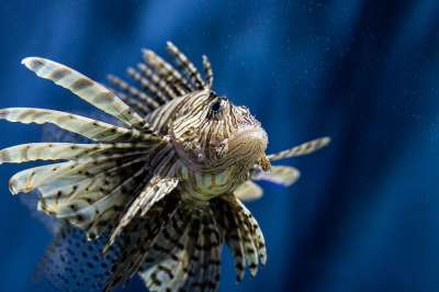 鱼 狮子 鱼缸 水族馆 动物 野生动物 特写