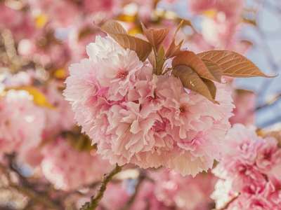 樱花 花朵 粉红色的花瓣 花瓣 盛开 开花 植物群 春天的花朵