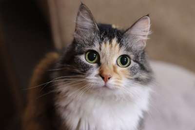 猫 动物 纵向 幸福 爱 宠物 最喜欢的 模型
