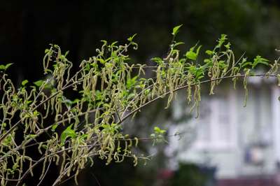 Allukon 桦花 伊洛卡蔬菜 菲律宾工厂 树