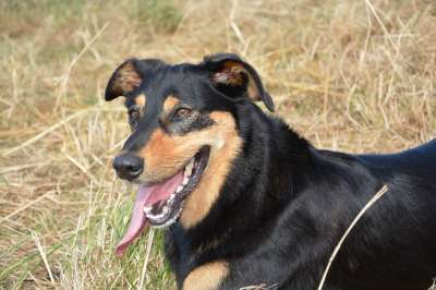 狗 母狗 狗肖像 伴侣 狗黑色和棕色 棕色眼睛 犬类