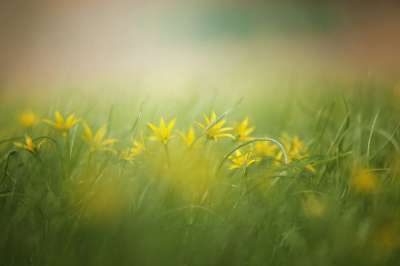 草 自然 干草 字段 夏天 黄色的花朵 花朵 背景 扩散 图片