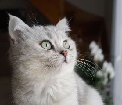 动物 猫 猫科动物
