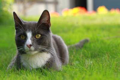 猫 猫科动物 灰色的 花朵 花园 草 绿色 黄色 春天