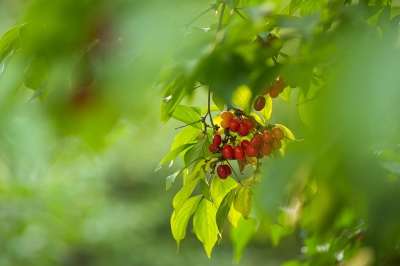 山茱萸樱桃 欧洲山茱萸 山茱Cherry樱桃山茱Cherry 樱桃树