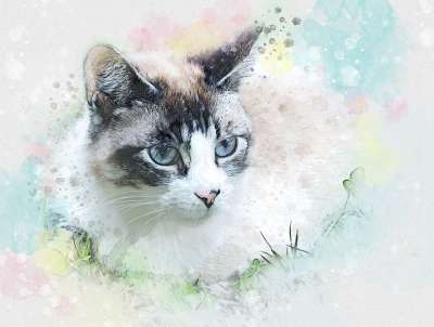 猫 宠物 可爱 猫脸 小猫 猫看起来 视线 特写