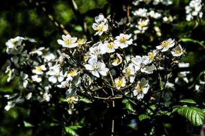 花 花朵 鲜花 花卉 夏天 性质 工厂 在春季 花园 植物群