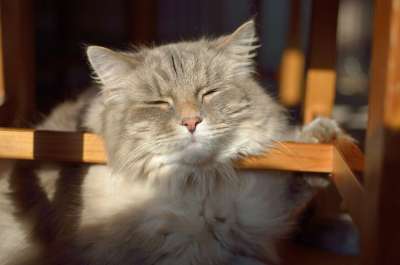 猫 厌倦 小憩