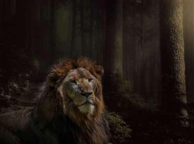 狮子 猫科动物 树木 黑暗的 幻想